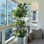 Ficus Triple Head Buy 1 Get 1 Free Plants UAE