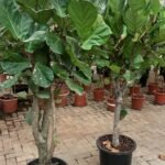 Fiddle Fig Tree In Nursery Pot Each XXL Plants UAE