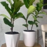 Fiddle Plant Indoor Plants UAE|120cm - Image 2