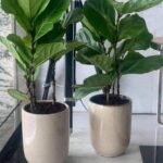 Fiddle Plant Indoor Plants UAE|120cm