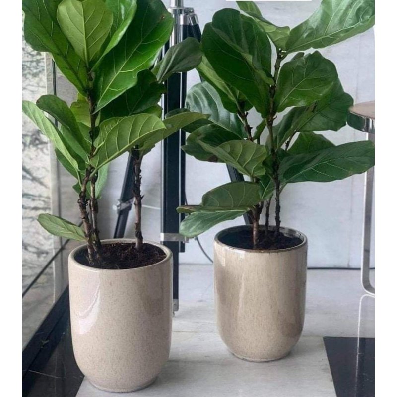 Fiddle_Plant_Indoor_Plants_UAE.jpg Fiddle Plant Indoor Plants UAE|120cm - Image 1