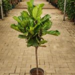 Fiddle Single Head Promo Plants UAE at 130-150cm