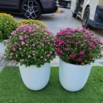 Flower for Balcony Bundle Indoor Plants UAE