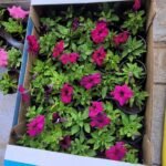 Flowers Petunia Premium Outdoor Plants Dubai