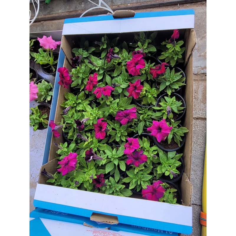 Flowers_Petunia_Premium_Outdoor_Plants_Dubai.jpg Flowers Petunia Premium Outdoor Plants Dubai - Image 1