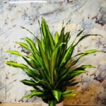 Fortune Plant Rare Indoor Plant in UAE