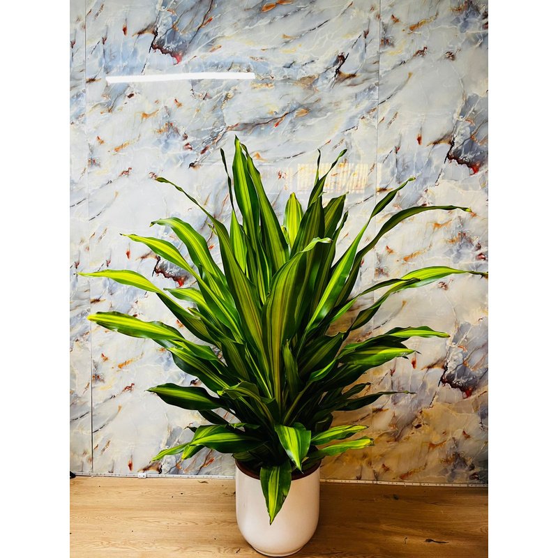 Fortune_Plant_Rare_Indoor_Plant_in_UAE.jpg Fortune Plant Rare Indoor Plant in UAE - Image 1
