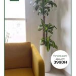 Fortune Plant with 3 Heads for 399DH Plants UAE - Image 2