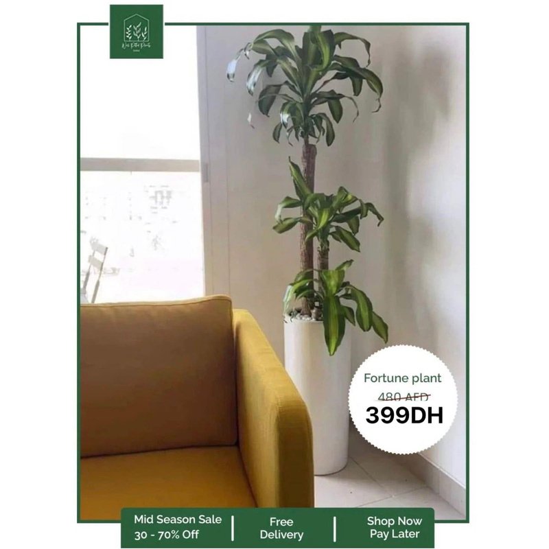 Fortune Plant with 3 Heads for 399DH Plants UAE - Image 2