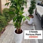 Fortune Plant with 3 Heads for 399DH Plants UAE