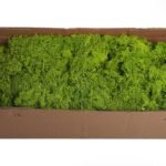 Fresh Moss Box Plants UAE