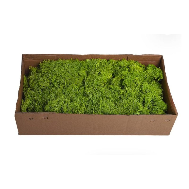 Fresh_Moss_Box_Plants_UAE.jpg Fresh Moss Box Plants UAE - Image 1