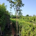 Fruit Tree Chico Tree Outdoor Plants UAE