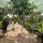 Mango Fruit Tree Plants Online in UAE