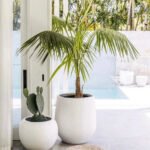 Outdoor Plants Bundle (Coconut + Cactus) in Fiber Pots
