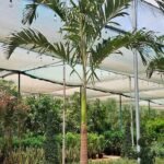 Vietchia or Manila Palm XXL 2.5m to 3m