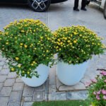 Outdoor Flower Per Pot Promo - Image 3
