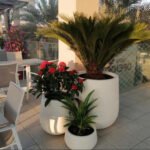 Outdoor Plants Bundle 3pc in fiber pot