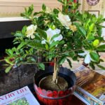 Gardenia table plant Office Indoor Plants Dubai