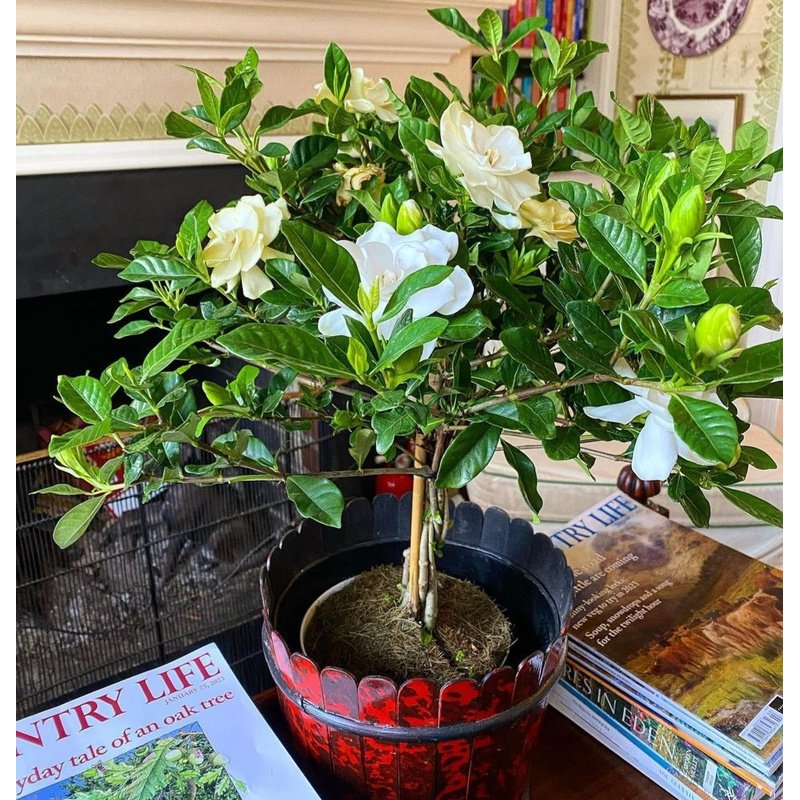 Gardenia_table_plant_Office_Indoor_Plants_Dubai.jpg Gardenia table plant Office Indoor Plants Dubai - Image 1