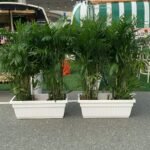 Outdoor 2 Giant Bamboo Palm In Rectangle Pot Each PROMO Privacy Plants UAE - Image 3