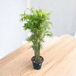Bambusa Multiplex - Hedge or Clumping Bamboo
