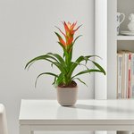 Guzmania Plant (Epiphytic Plants, Scarlet Star) - Image 2