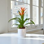 Guzmania Plant (Epiphytic Plants, Scarlet Star) - Image 3
