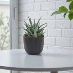 Haworthia Fasciata - Wide Zebra - Big Band - Image 2