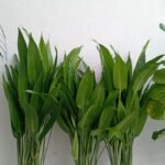 House Plants 11 Plants Bundle UAE at 130-140cm - Image 5