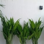 House Plants 11 Plants Bundle UAE at 130-140cm - Image 4