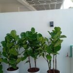 House Plants 11 Plants Bundle UAE at 130-140cm - Image 3