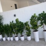 House Plants 11 Plants Bundle UAE at 130-140cm - Image 2