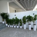 House Plants 11 Plants Bundle UAE at 130-140cm