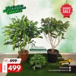 House Plants Bundle (3pc) Indoor Plants UAE