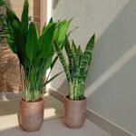 House Plants Bundle Aspiradas+ Snakeplant Indoor Plants UAE - Image 2
