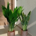 House Plants Bundle Aspiradas+ Snakeplant Indoor Plants UAE