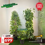 House Plants Large Jasmine & Philodendron & Gardenia Bundle (3pc) Plants UAE
