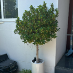 Clearance Sale Single Head Ficus Promo