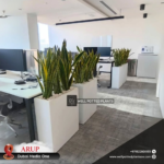 Snakeplant Office Plants in Fiber Long Each - Image 6