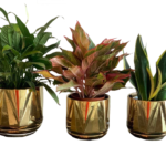 Table Plants bundle (3pc)
