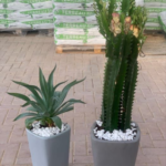 Cactus Bundle in Ceramic