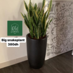 Office Snakeplant