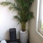 Office Plants Areca Medium PROMO - Image 2