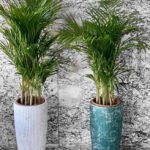 Office Plants Areca Medium (2pc) Bundle - Image 8