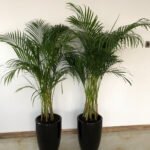 Office Plants Areca Medium (2pc) Bundle - Image 7