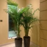Office Plants Areca Medium (2pc) Bundle - Image 6