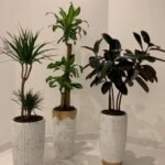 Office Plants Bundle Best Seller 3pcs