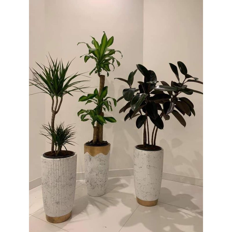 IMG-20210724-WA0030.jpg Office Plants Bundle Best Seller 3pcs - Image 1