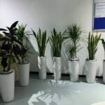 Office Plant 7 plant Air Purifying Combo